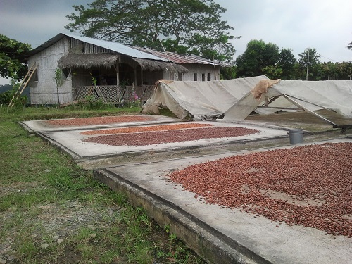 Drying cocoa beans