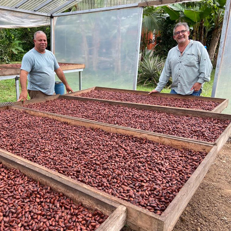 Cacao drying