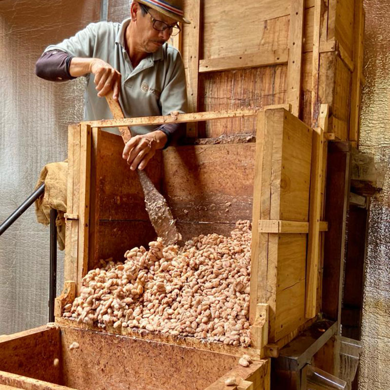 cacao fermentation in Costa Rica